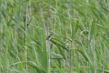 Ochre-rumped Bunting Tonegawa Kojurin Park Sun, 6/21/2020