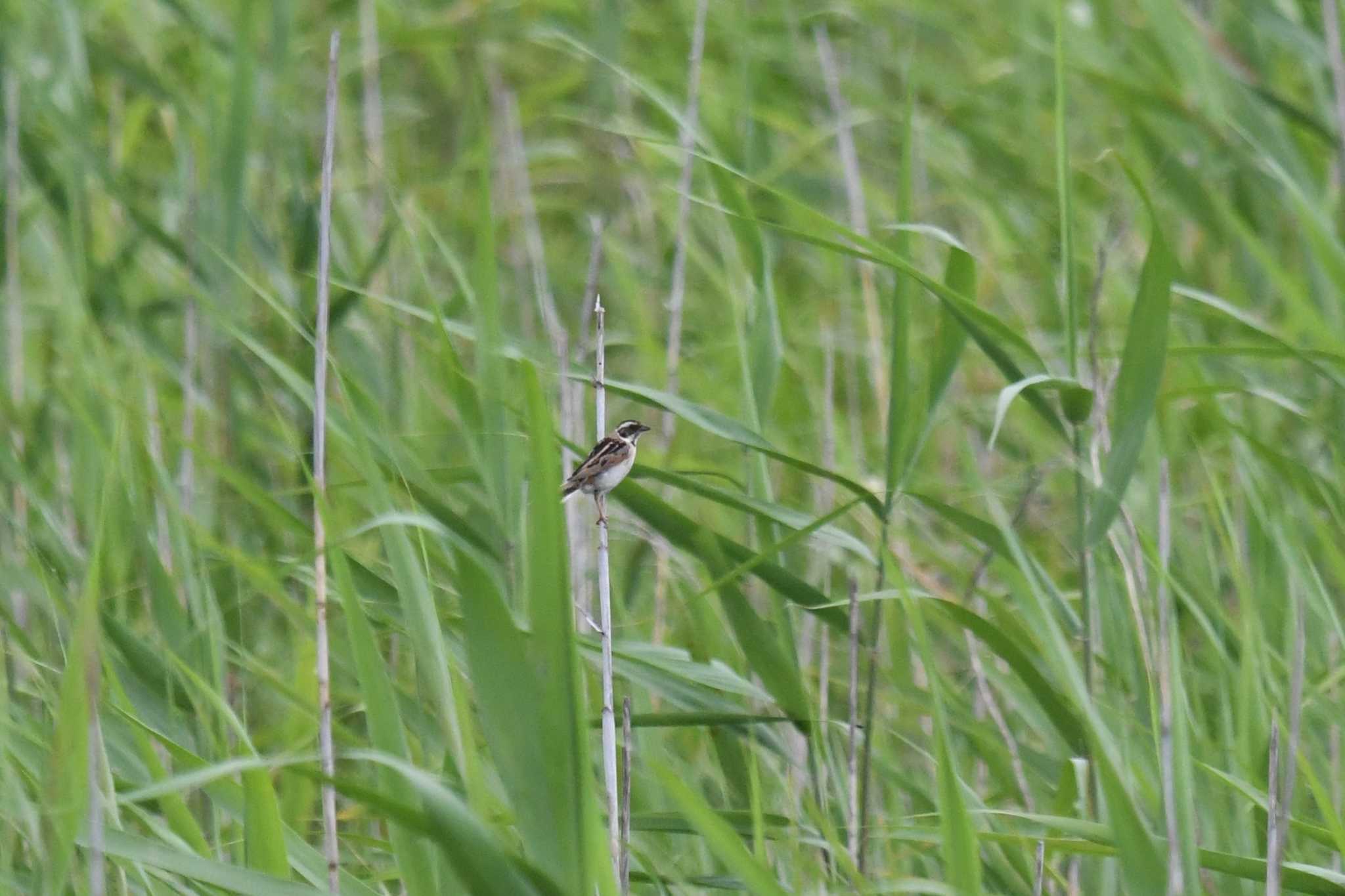 Photo of Ochre-rumped Bunting at Tonegawa Kojurin Park by あひる