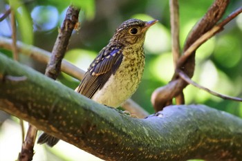 Narcissus Flycatcher 新潟市 Sun, 6/21/2020