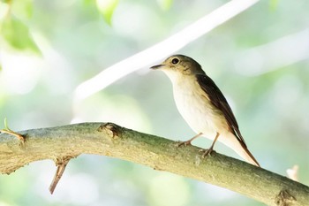 Narcissus Flycatcher 新潟市 Sun, 6/21/2020