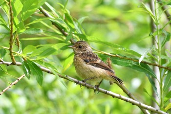 Amur Stonechat 札幌市 Sun, 6/21/2020