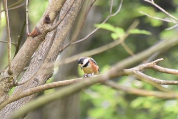 2020年6月21日(日) 神戸市立森林植物園の野鳥観察記録