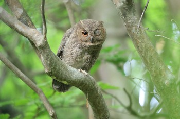 オオコノハズク 北海道 函館市 見晴公園 2020年6月20日(土)