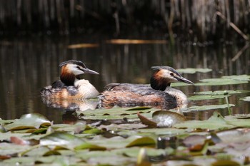 Sun, 6/21/2020 Birding report at 北海道　七飯町　大沼公園