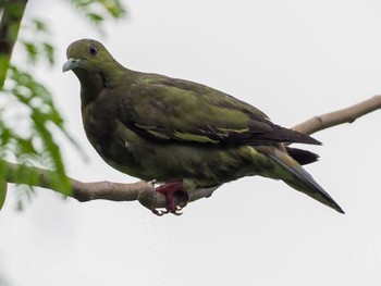 2020年6月21日(日) ガーデンズ・バイ・ザ・ベイの野鳥観察記録