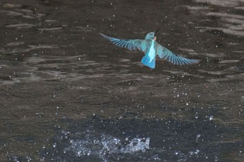 カワセミ 神奈川県 綾瀬市 2016年4月29日(金)