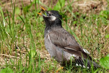 ムクドリ 葛西臨海公園 2020年6月20日(土)