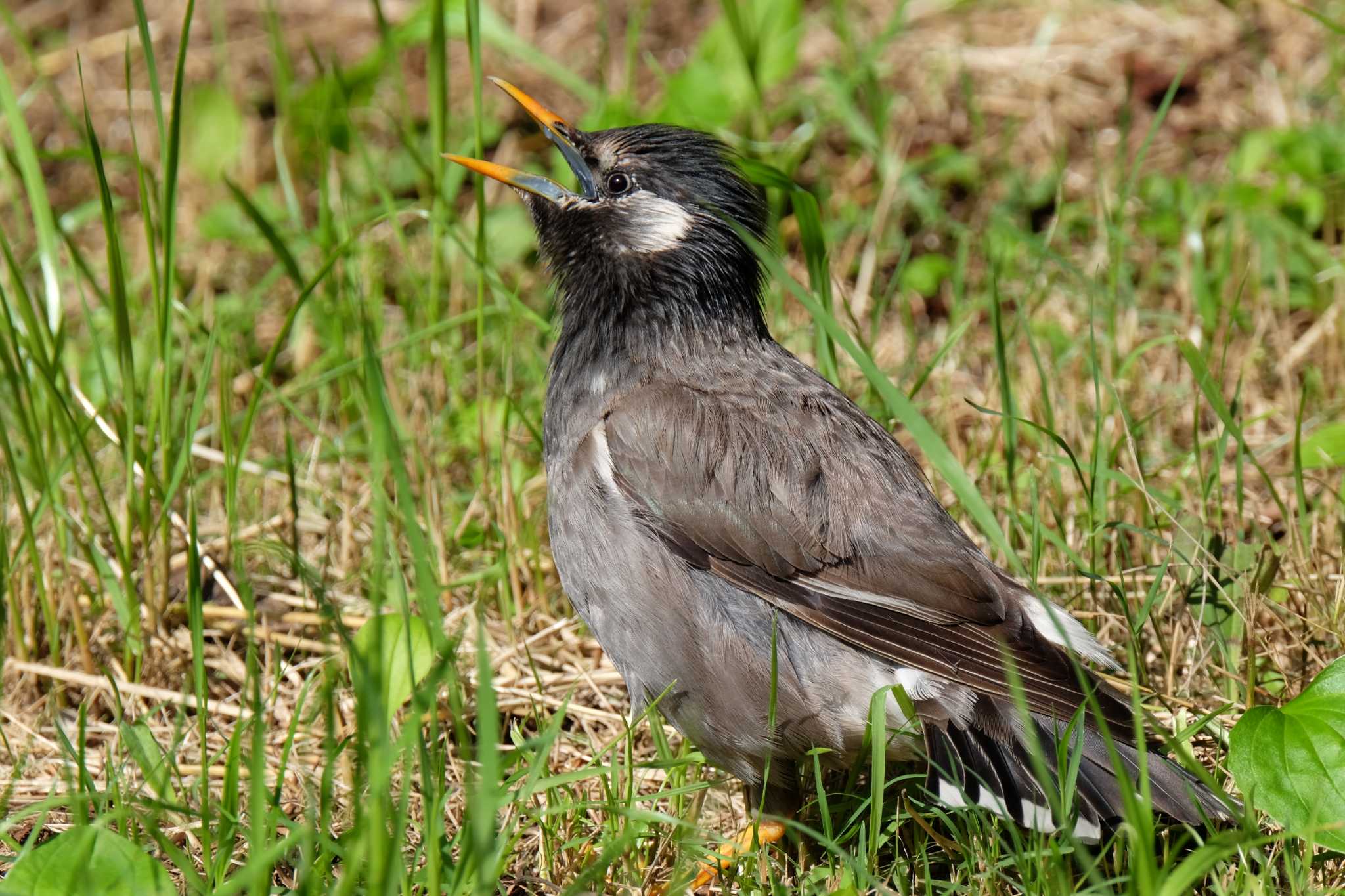 葛西臨海公園 ムクドリの写真