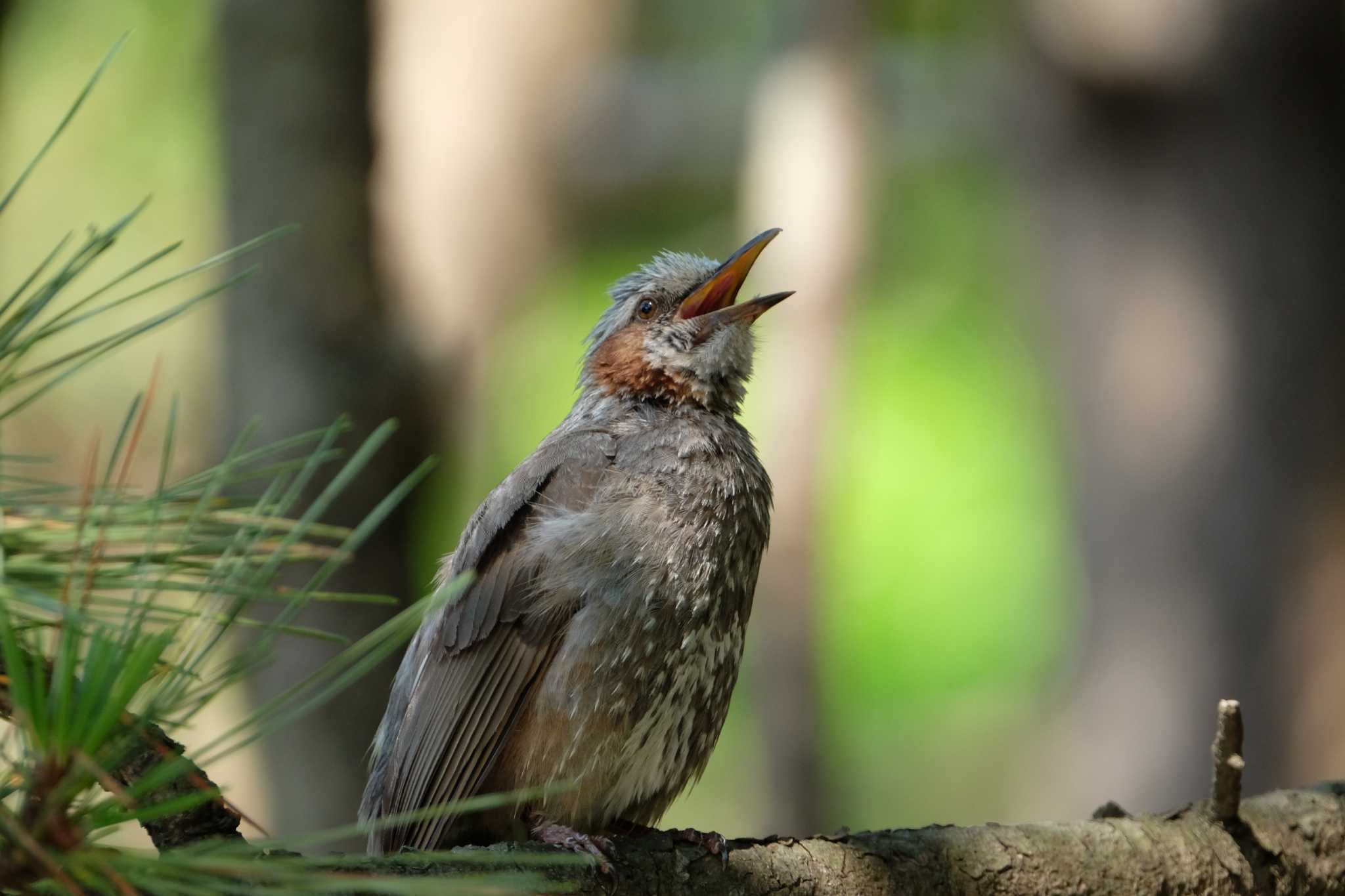 Brown-eared Bulbul