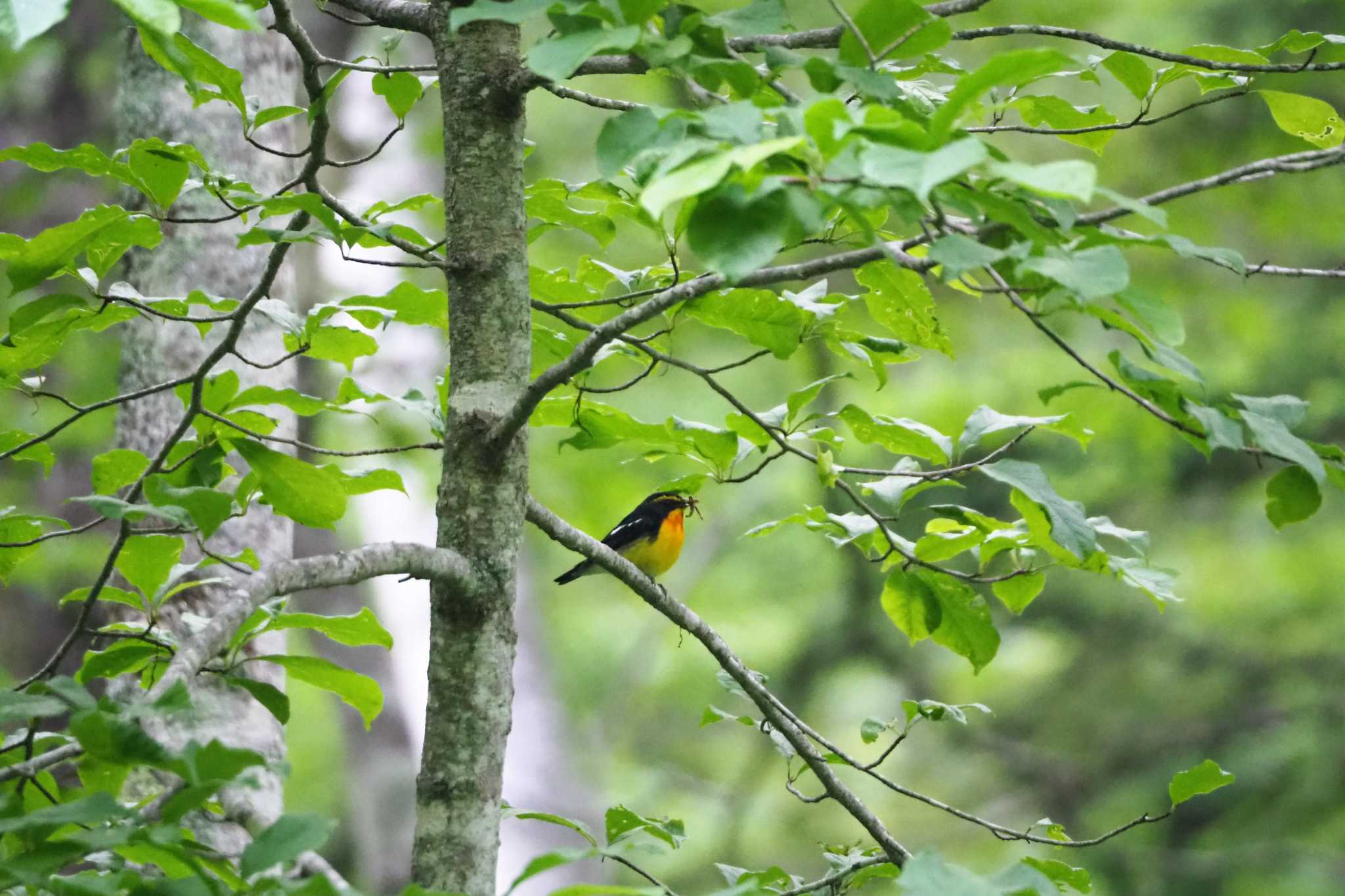 戸隠森林植物園(戸隠森林公園) キビタキの写真