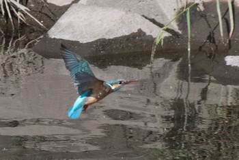 Common Kingfisher 神奈川県 綾瀬市 Fri, 4/29/2016