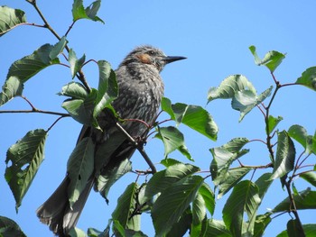 2020年6月20日(土) 四万川の野鳥観察記録