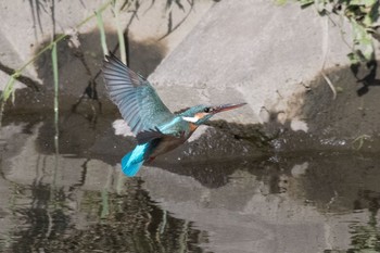 Common Kingfisher 神奈川県 綾瀬市 Fri, 4/29/2016