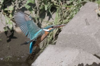 Common Kingfisher 神奈川県 綾瀬市 Fri, 4/29/2016