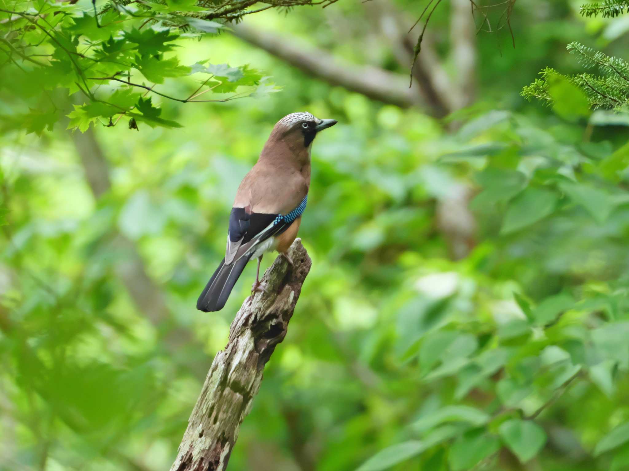 Eurasian Jay