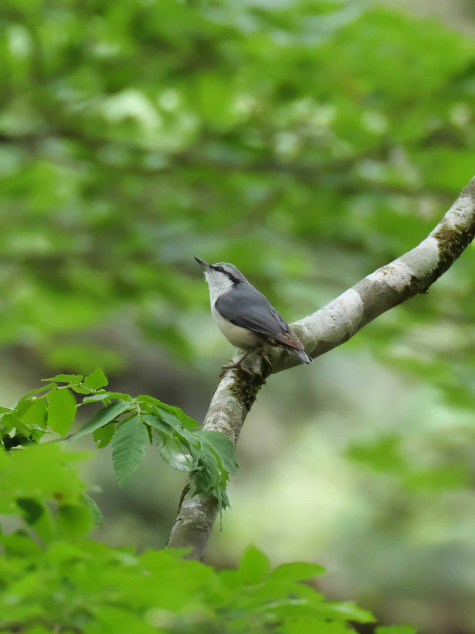 Eurasian Nuthatch