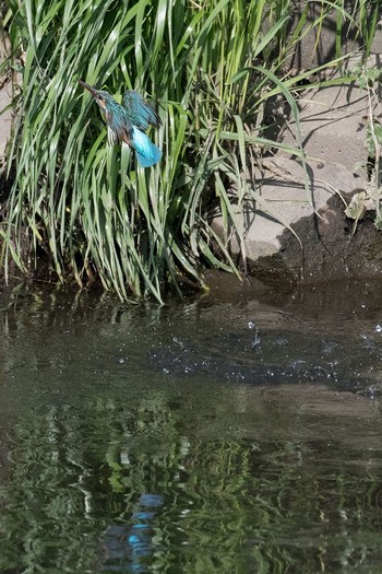 Common Kingfisher 神奈川県 綾瀬市 Fri, 4/29/2016