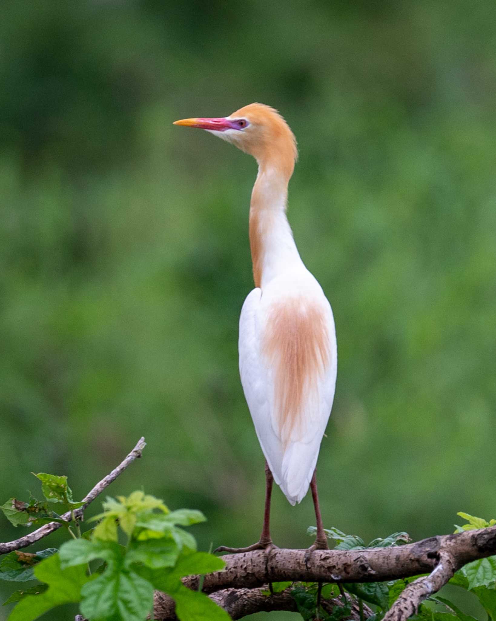 茨城県 アマサギの写真 by bow_wow.69chan