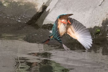 Common Kingfisher 神奈川県　綾瀬市 Fri, 4/29/2016