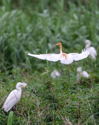 アマサギ 茨城県 2020年6月22日(月)