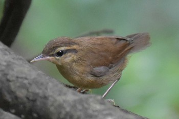 ヤブサメ 再度山 2020年6月21日(日)