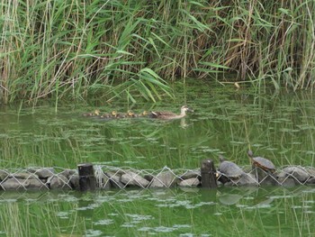 カルガモ 境川遊水地公園 2020年6月12日(金)