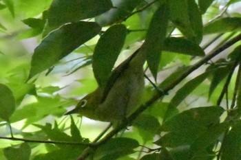 Warbling White-eye 再度山 Sat, 6/20/2020