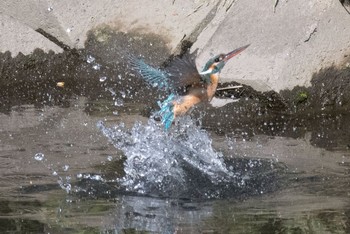 Common Kingfisher 神奈川県 綾瀬市 Fri, 4/29/2016