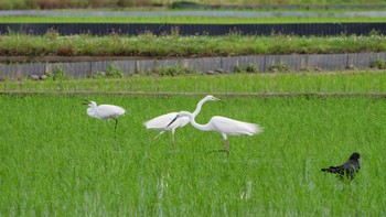 Great Egret 平塚田んぼ Mon, 6/8/2020