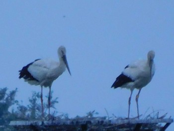 Oriental Stork Watarase Yusuichi (Wetland) Mon, 6/22/2020