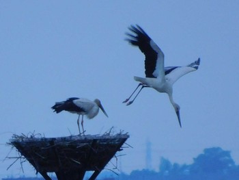 コウノトリ 渡良瀬遊水地 2020年6月22日(月)