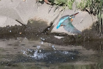 Common Kingfisher 神奈川県 綾瀬市 Fri, 4/29/2016