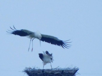 コウノトリ 渡良瀬遊水地 2020年6月22日(月)