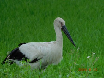 Oriental Stork Watarase Yusuichi (Wetland) Mon, 6/22/2020