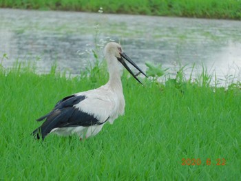 Oriental Stork Watarase Yusuichi (Wetland) Mon, 6/22/2020