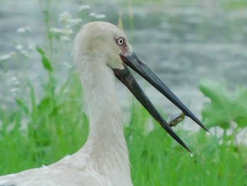 コウノトリ 渡良瀬遊水地 2020年6月22日(月)