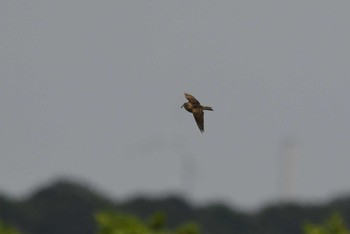 Eurasian Skylark Tonegawa Kojurin Park Sun, 6/21/2020