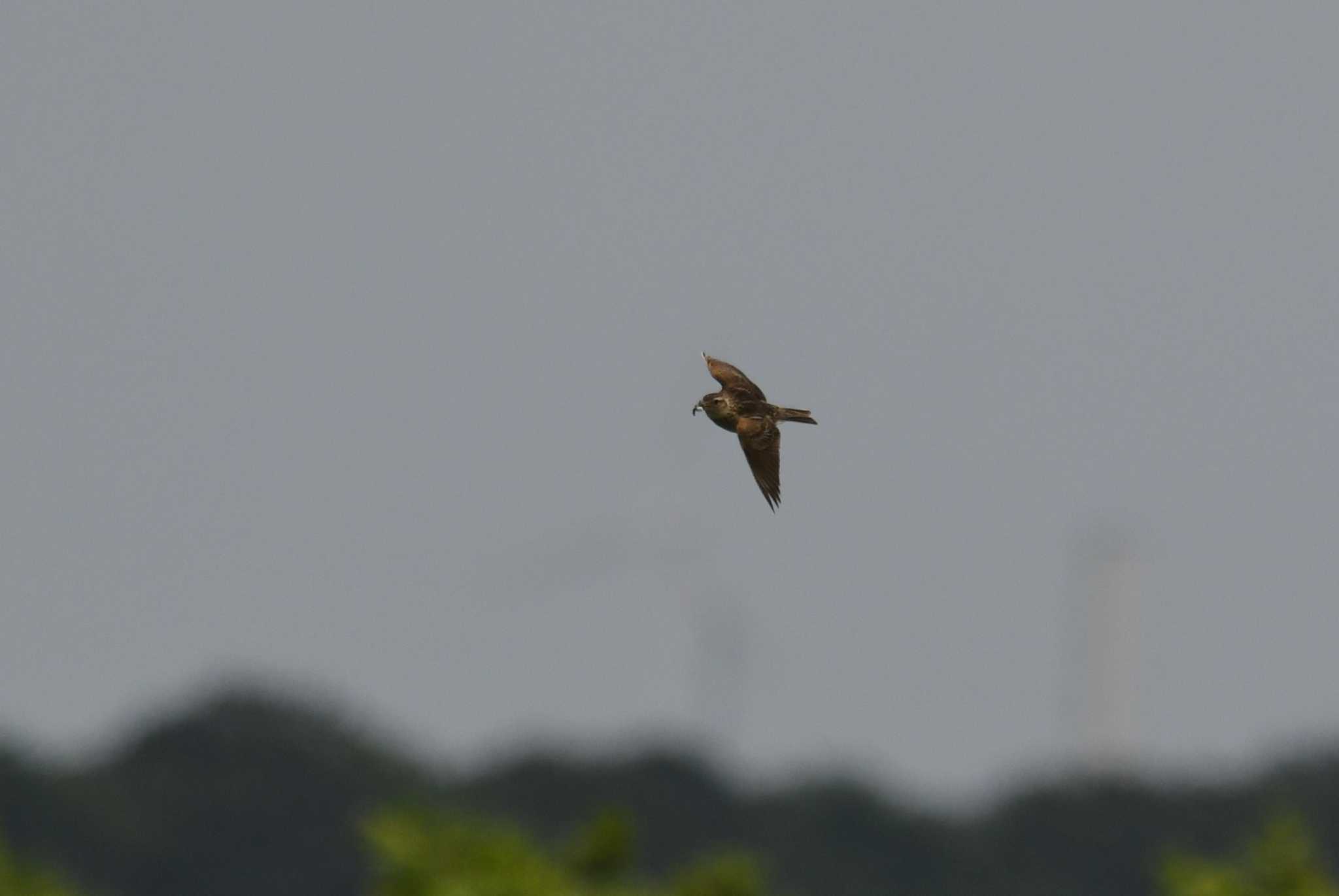 Eurasian Skylark