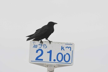 Carrion Crow Tonegawa Kojurin Park Sun, 6/21/2020