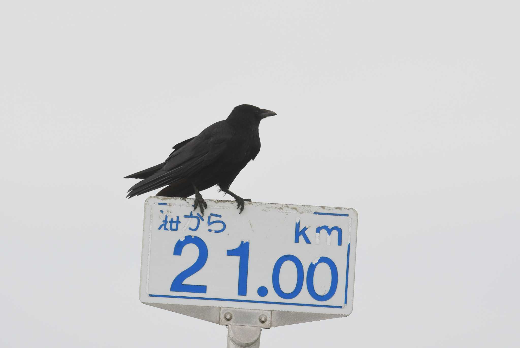 Carrion Crow