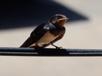 2020年6月22日(月) Tel Aviv, Israel の野鳥観察記録