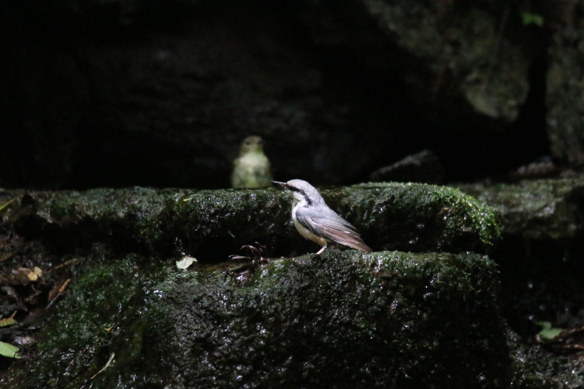 山梨県 ゴジュウカラの写真 by 気ままPhoto