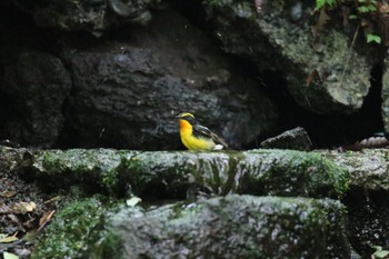 キビタキ 山梨県 2020年6月21日(日)