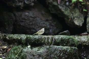 キクイタダキ 山梨県 2020年6月21日(日)