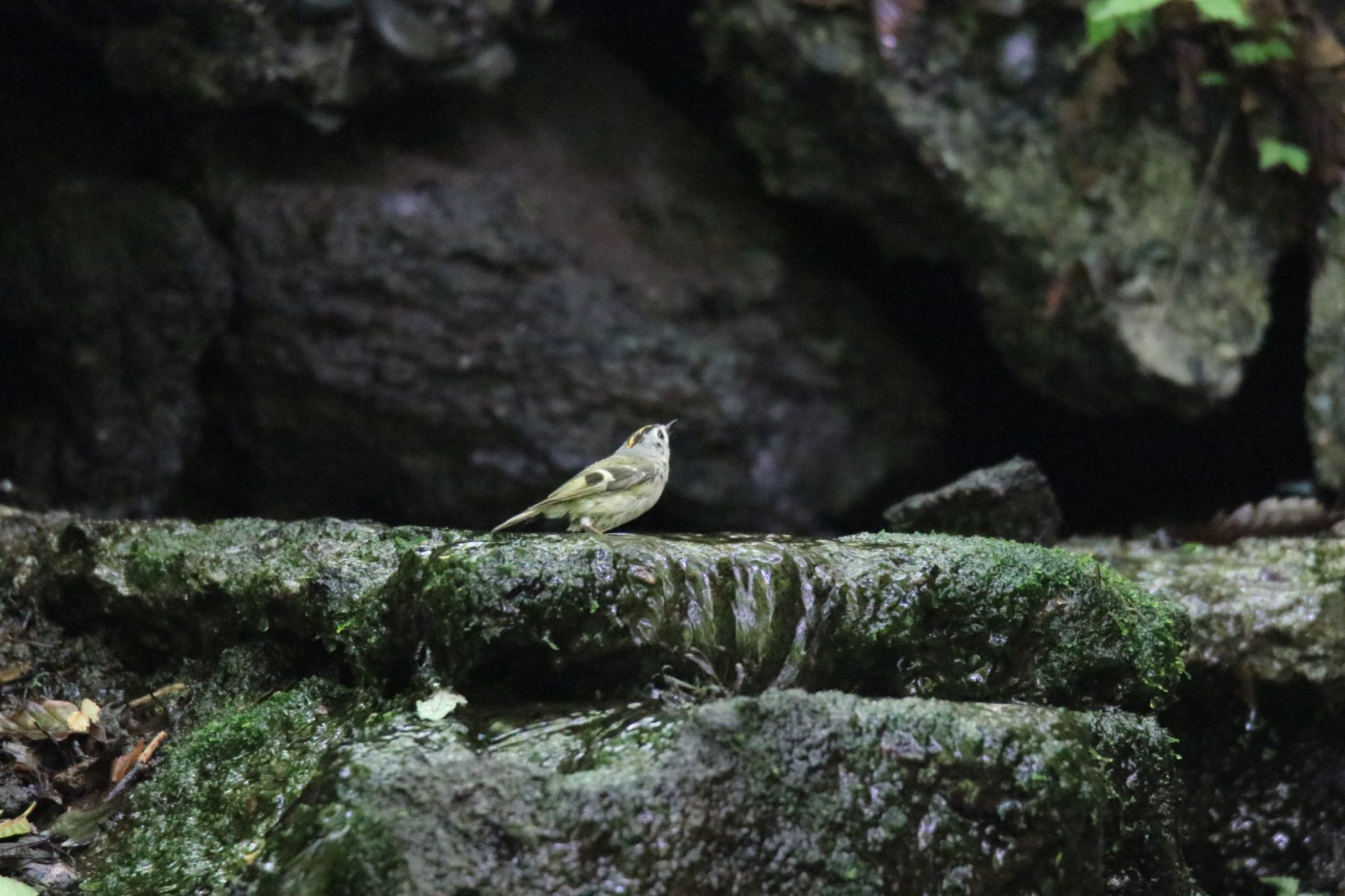 山梨県 キクイタダキの写真 by 気ままPhoto