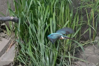 カワセミ 神奈川県 綾瀬市 2016年4月29日(金)