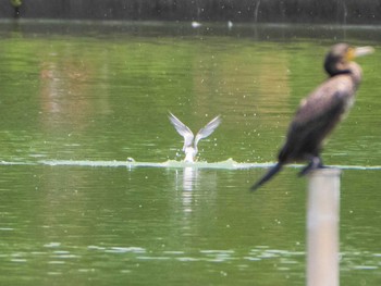 2020年6月20日(土) さいたま市岩槻区釣上の野鳥観察記録