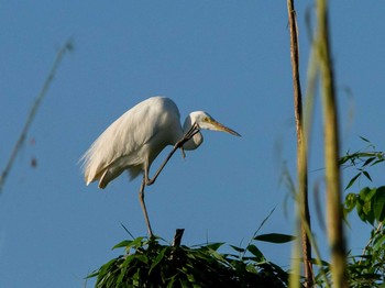 Great Egret 埼玉県 Wed, 6/17/2020