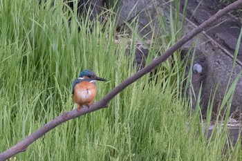 Common Kingfisher 神奈川県 綾瀬市 Fri, 4/29/2016