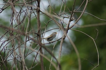 Japanese Bush Warbler 海上の森 Sun, 6/21/2020